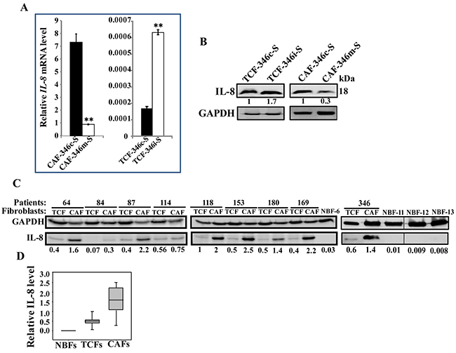 Let-7b negatively controls IL-8, which is highly expressed in CAF cells.