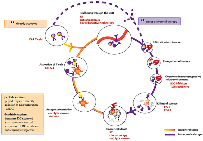 The cancer-immunity cycle in CNS malignancies.