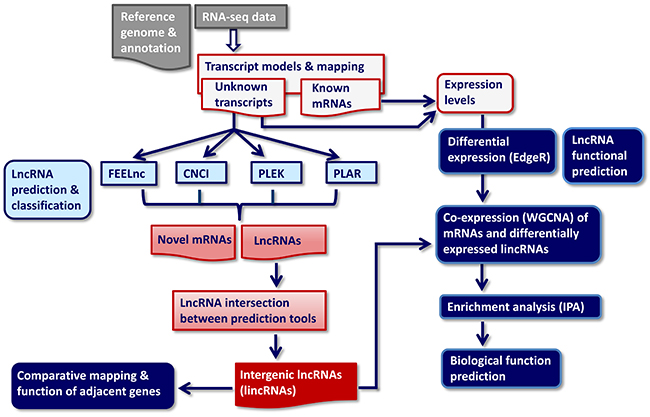 RNA-seq-based data analysis pipeline for identification, classification and biological function annotation of lncRNAs.