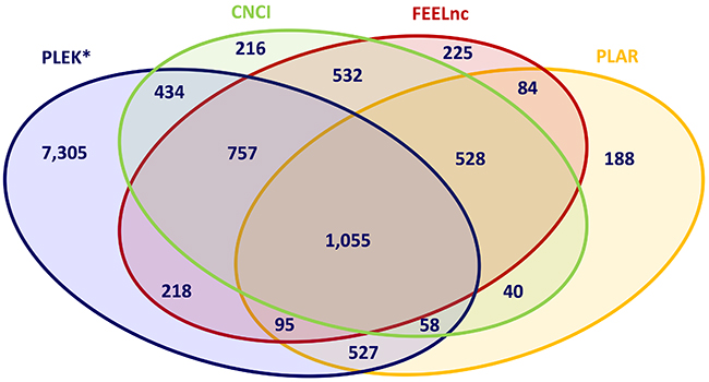 Intersection of predicted lncRNAs applying different bioinformatic prediction tools.