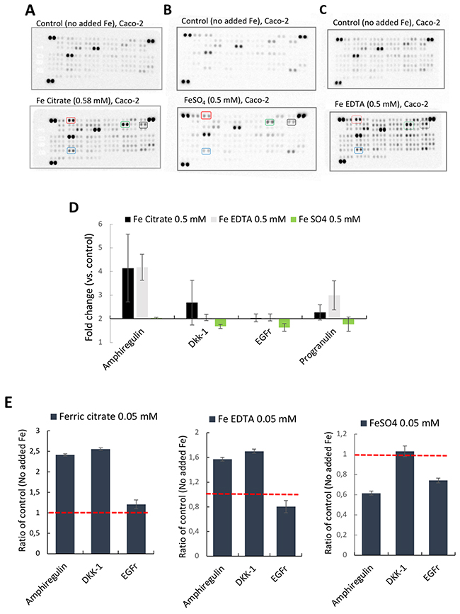 Proteome profiler&#x2122; arrays on human epithelial colorectal adenocarcinoma Caco-2 cells incubated with different iron compounds.