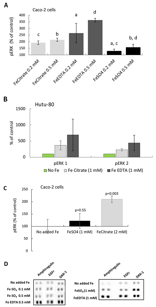 Phosphorylation of the MAP kinases ERK 1 and 2 in epithelial adenocarcinoma cells.