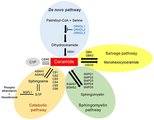 Pathways for ceramide metabolism in breast cancer tissue.