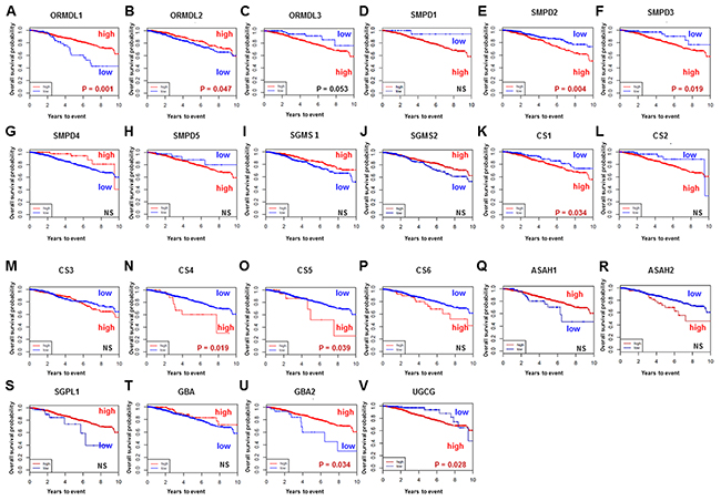 Overall survival of breast cancer patients in The Cancer Genome Atlas (TCGA) cohort.