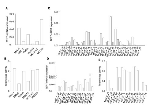 TERT mRNA expression and telomerase activity in MCC cell lines and tumors.
