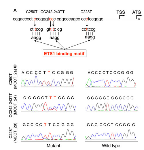 TERT promoter mutations identified in tumors derived from patients with MCC.