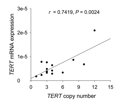 Positive correlation between TERT copy numbers and TERT mRNA abundance in MCC tumors.