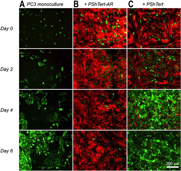 PC3 cells in monoculture and direct co-culture with myofibroblasts.