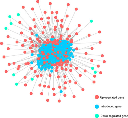 The HCC-specific network.