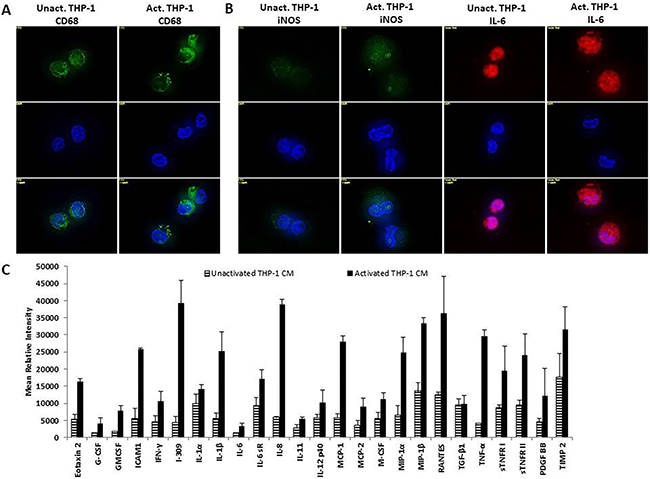 THP-1 cells exhibit an M1 macrophage phenotype following activation with TPA.