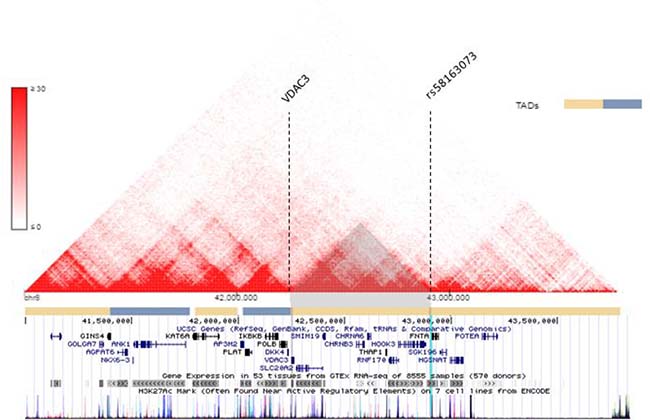 VDAC3 and rs58163073 are located within the same TAD in lung cell line.