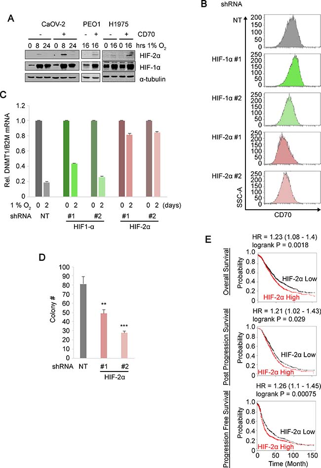 HIF-2&#x03B1; regulates CD70 expression and anchorage-independent growth.