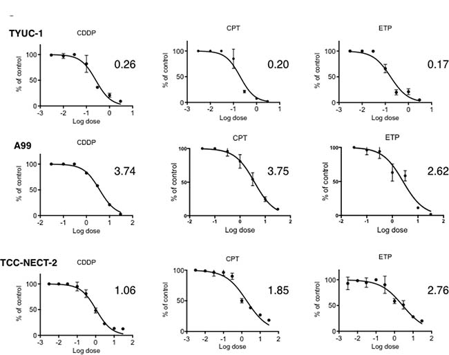 Dose-response curves of gastroenteropancreatic neuroendocrine carcinoma cell lines to CDDP, ETP and CPT-11 as single agents.