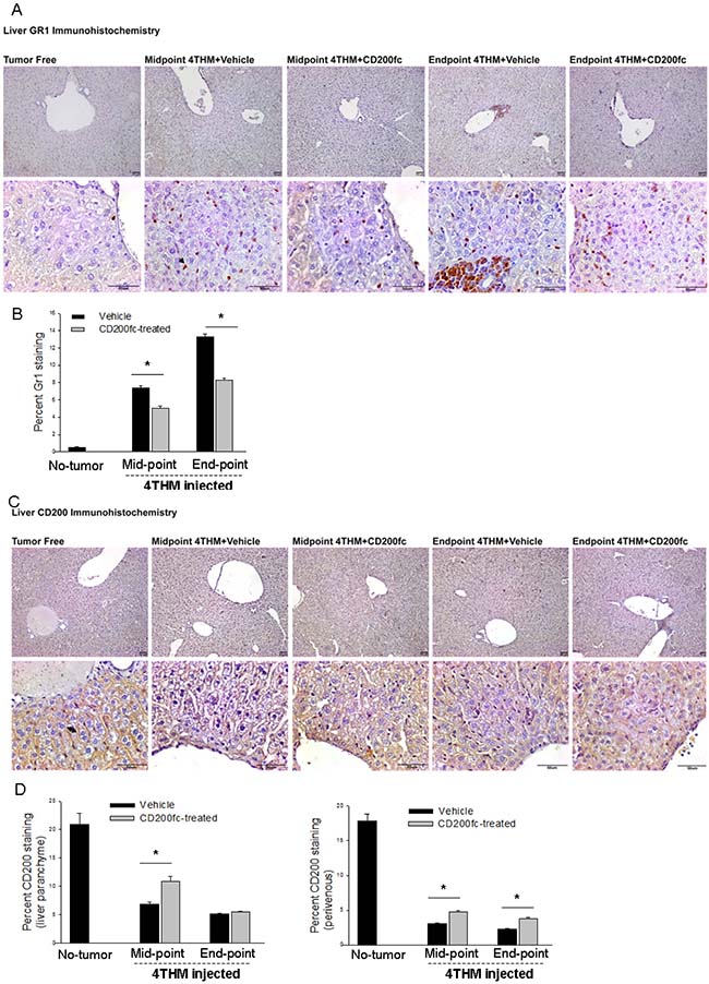 Changes in Gr1+ and CD200+ cells within liver tissue following CD200fc Treatment.