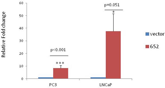 Stable overexpression of miR-652 in PC3 and LNCaP prostate cancer cell lines.