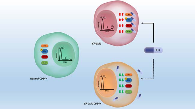 Schematic hypothetical model of CP-CML CD34+ cell biological characteristics as compared to normal progenitor and proliferating CML cells.