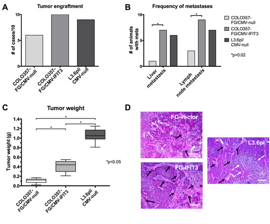 Effects of IFIT3 expression on orthotopic tumor formation and growth.