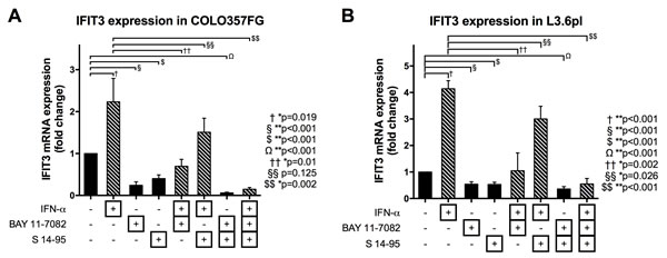 Expression changes of IFIT3 mRNA depending on stimulation with IFN and blockade of NF&#x3ba;B and STAT1 signaling.