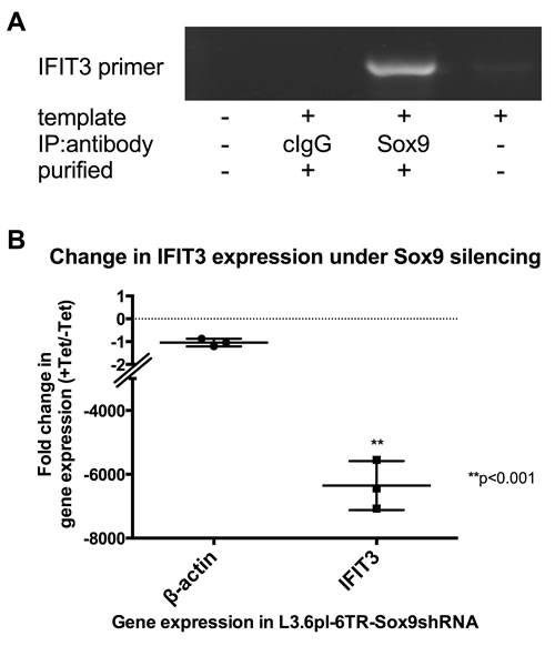 Dependency of IFIT3 expression on SOX9-mediated signaling.
