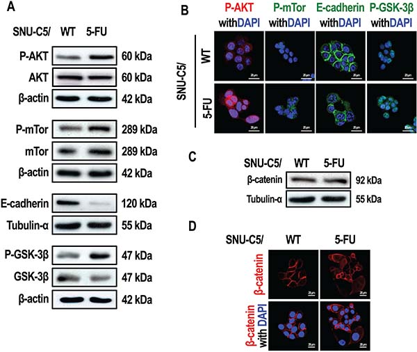 SNU-C5/5-FU