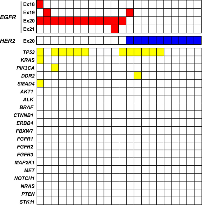 Somatic gene mutations detected with an NGS panel covering 22 genes in lung cancer specimens positive for exon-20 mutations of EGFR or HER2.