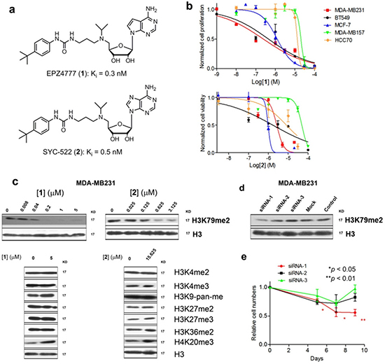 DOT1L inhibitors inhibited H3K79 methylation and proliferation of certain breast cancer cells.