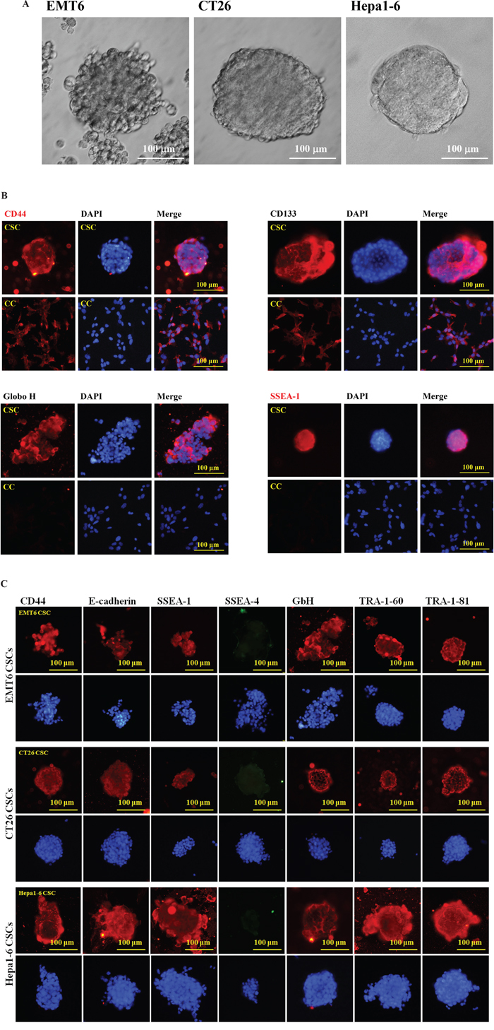 Preparation and characterization of mouse CSCs.
