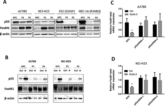 Endogenous wild type p53 suppresses FoxM1 expression whereas R248Q mutant p53 enhances FoxM1 expression.