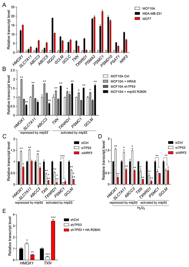 Mutant p53 differentially regulates the expression of NRF2 transcriptional targets.