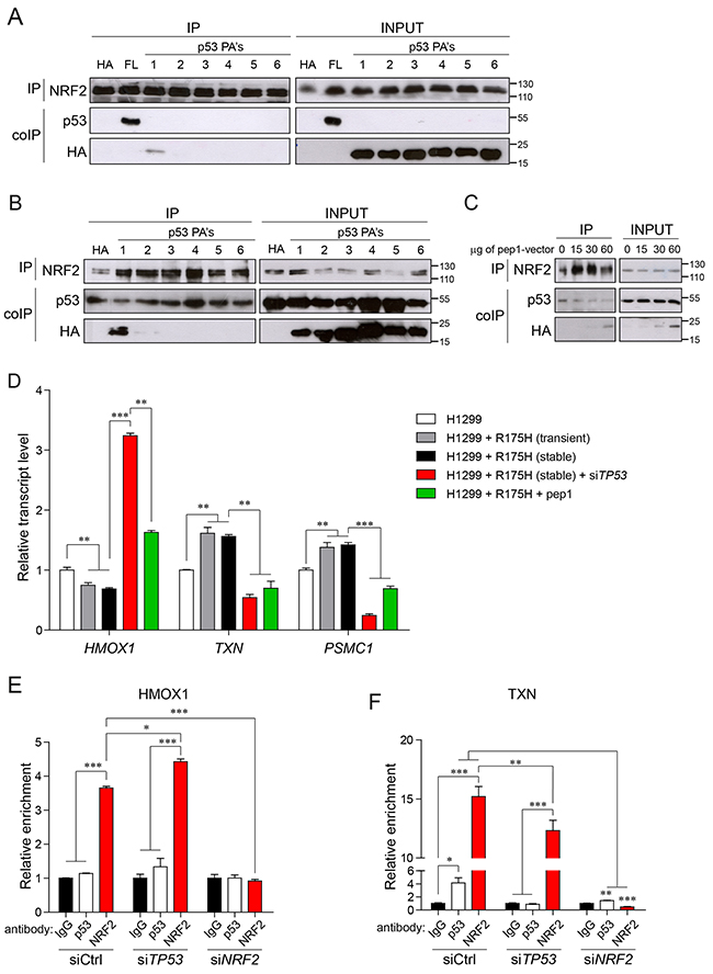 Mutant p53-NRF2 interaction is crucial for regulating NRF2 targets.