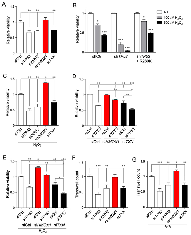 Cancer cell viability and migration under oxidative stress rely on the mutant p53-depedent differential regulation of NRF2 targets.