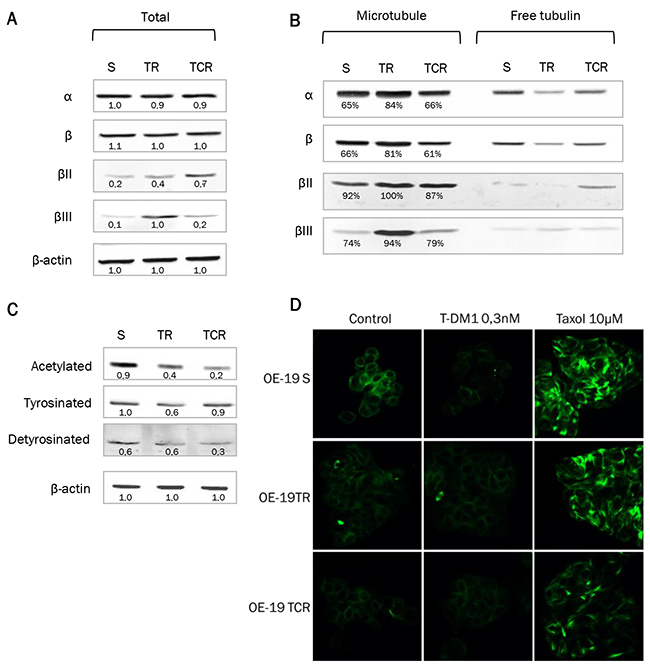 Tubulin expression and polymerized/soluble tubulin fractions in resistant models.