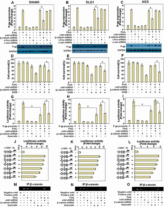 FasL-induced &#x03B2;-catenin activity promotes P-gp expression by binding with its promoter.