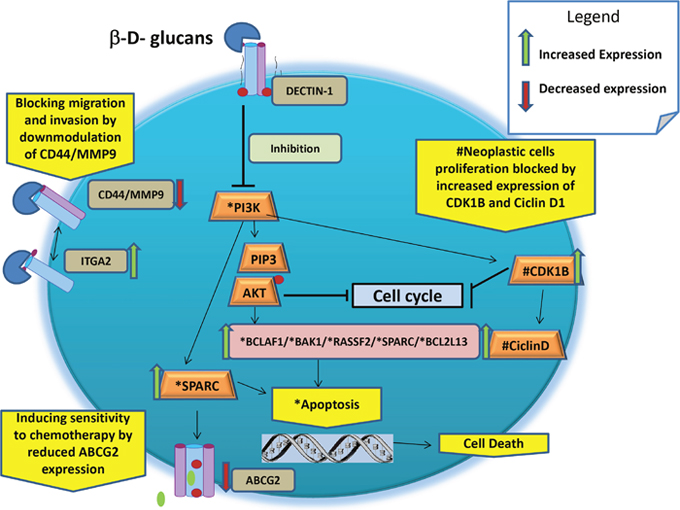 Schematic representation of main putative anticancer cellular mechanisms of &beta;-glucans.
