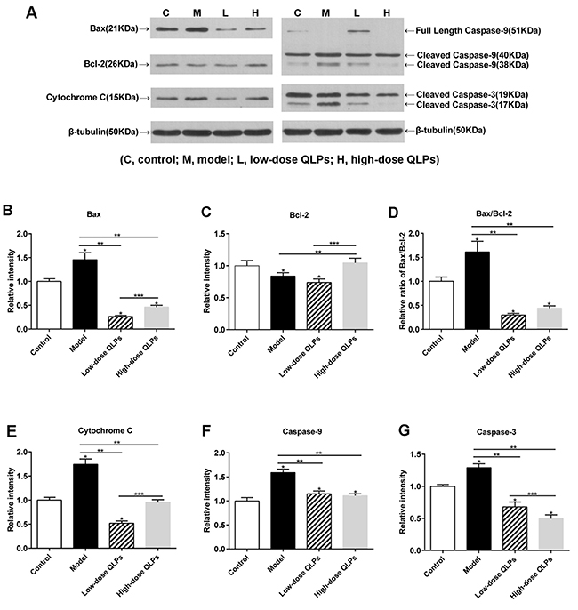 Western blot analysis of apoptosis-related protein expression.