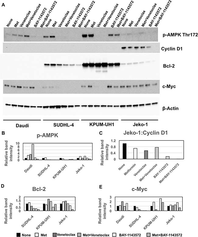 Metformin mediated potentiation of Venetoclax and BAY-1143572 is AMPK independent.