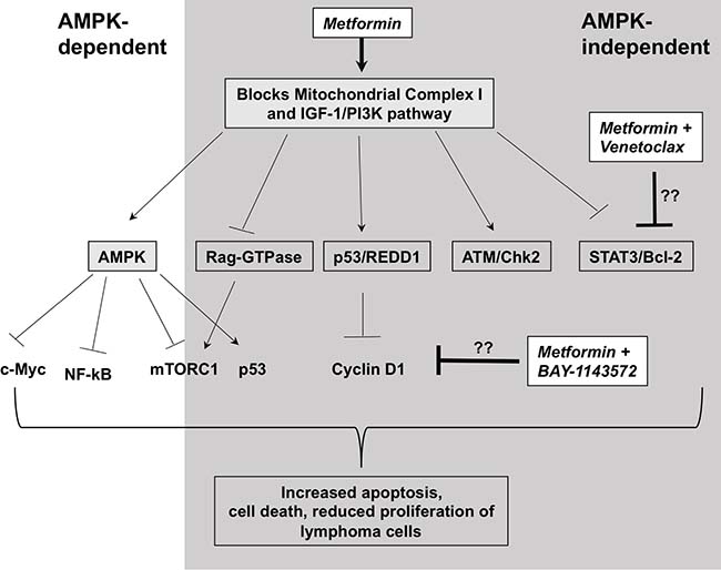 Possible mechanism of action of metformin in lymphoma cells.