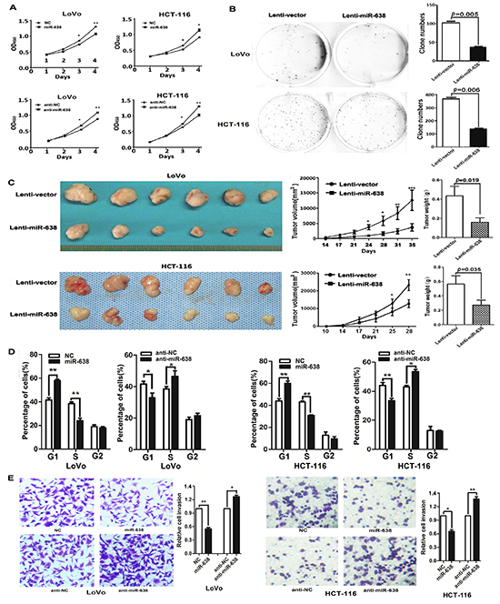 miR-638 inhibits CRC cell proliferation, invasion and regulates cell cycle progression.