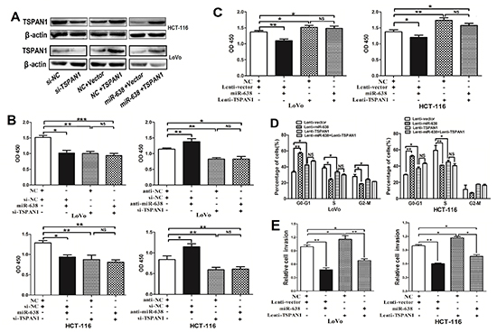 miR-638 represses CRC cell growth, invasion and cell cycle progression by downregulating TSPAN1 expression.
