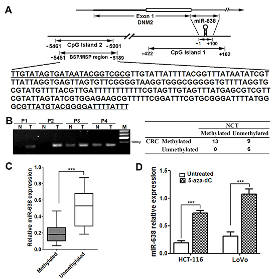 The promoter CpG island of miR-638 gene is hypermethylation in CRC cells.