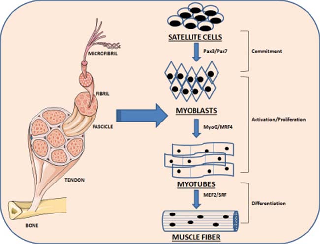 Schematic representation of the myogenesis process.