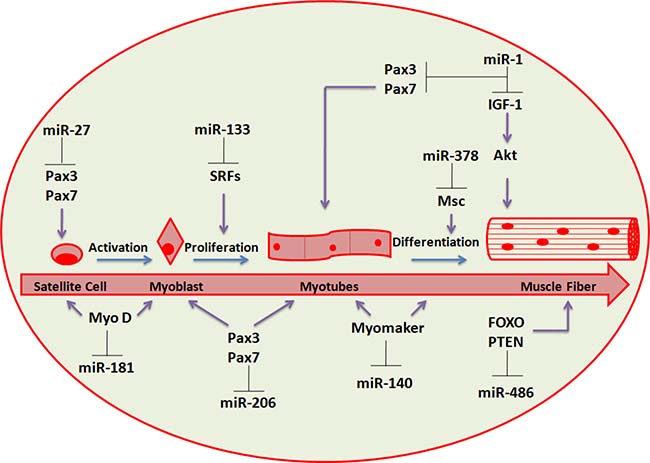 miRNAs involved in skeletal muscle regeneration.