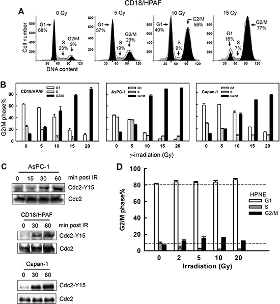 IR induces G2/M cell cycle arrest and Cdc2-Y15 phosphorylation in pancreatic cancer cells.