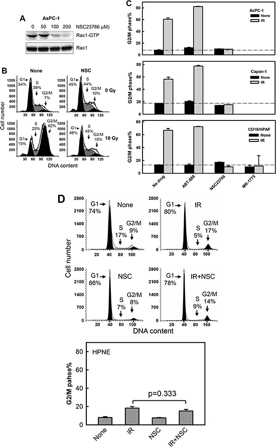 Rac1 inhibition abrogates IR-induced G2/M cell cycle arrest in pancreatic cancer cells.