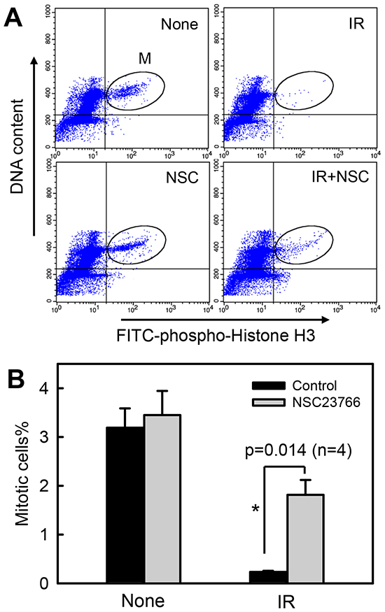 Rac1 inhibition abrogates IR-induced G2/M checkpoint activation.