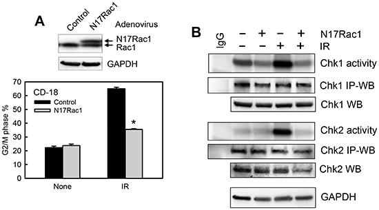 Ectopic expression of N17Rac1 dominant mutant diminishes IR-induced G2/M checkpoint activation.