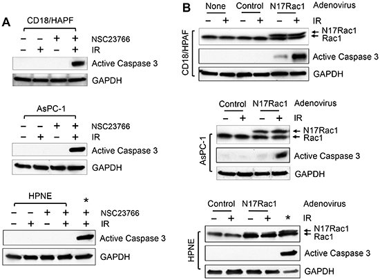 Inhibition of Rac1 induces Caspase 3 activation in pancreatic cancer cells following IR.