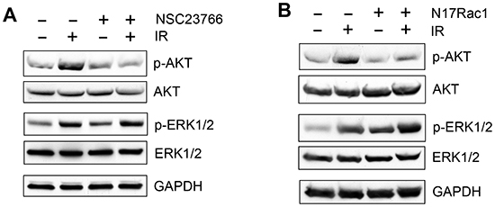 Effect of Rac1 inhibition on IR-induced AKT and ERK1/2 phosphorylation.