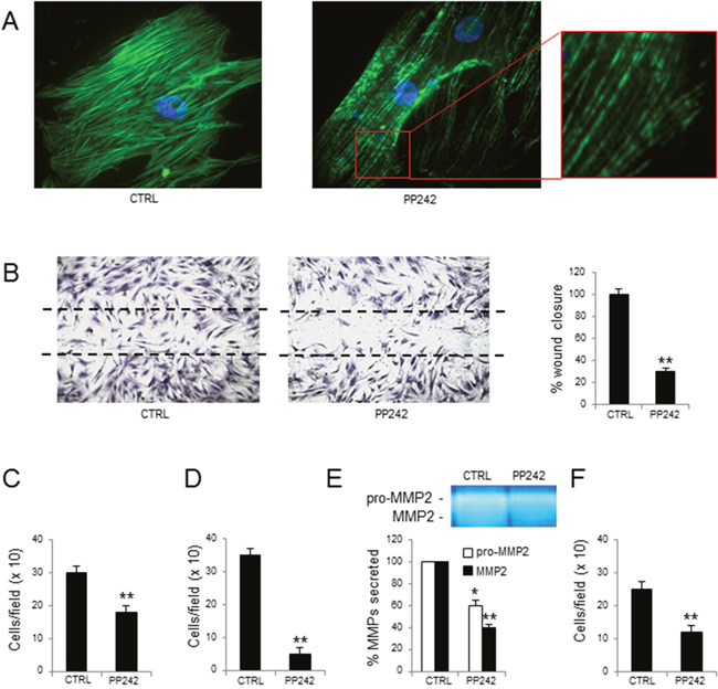 Effects of PP242 treatment on MM-ECs.