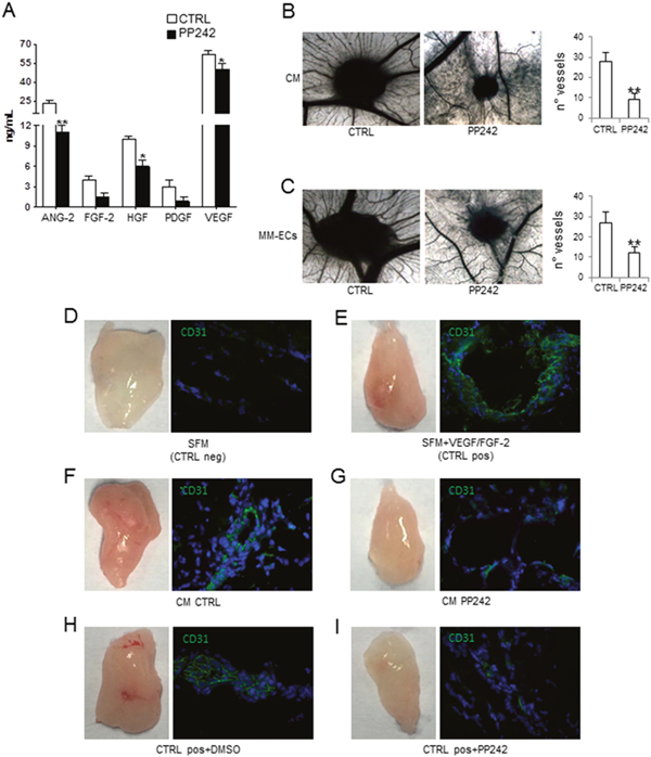 Effects of PP242 on angiogenesis in vivo.